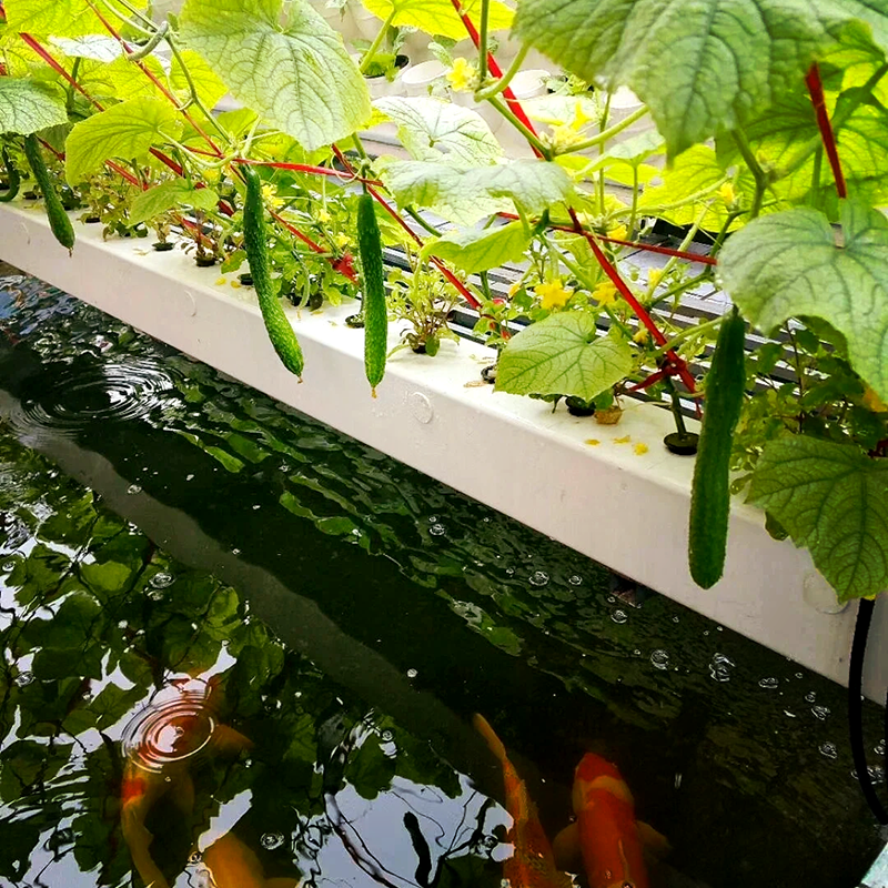 石河子市植物工厂鱼菜共生 - 厂家